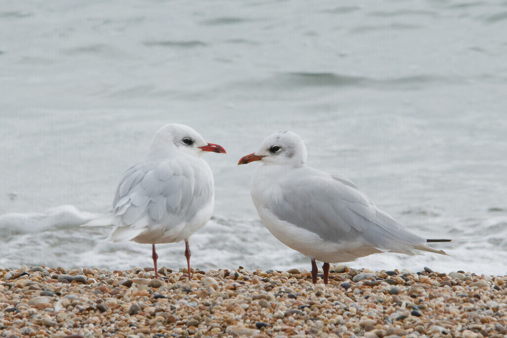 Mediterranean Gull